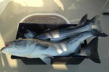 Two large bass lying on the deck of the boat