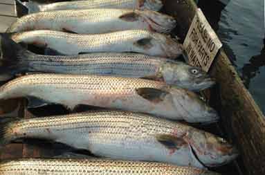 overhead shot of whole bass laid out on the filet board