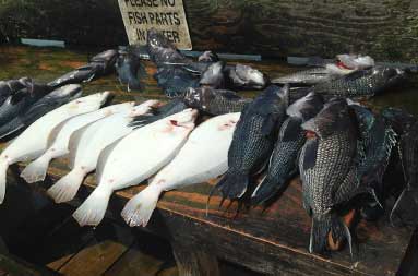 A row of bass and fluke laid out on the fillet board back at the marina