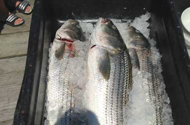 Fish Iced up and ready for the board.