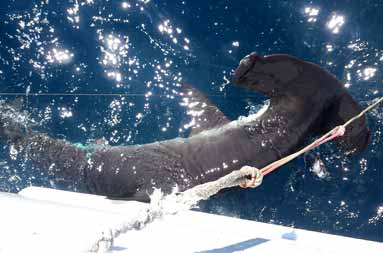 A nice 125-pound hammerhead that we released