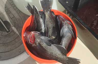 Overhead shot of a red container full of sea bass
