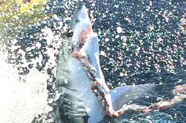 A small mako shark fighting the line.