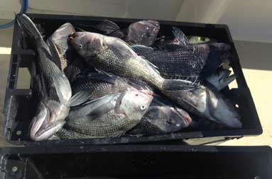 Overhead shot of a cooler full of fish