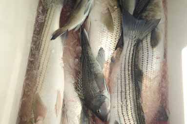 Container full of bass