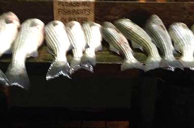 Night shot of a row of filets lined up on the board