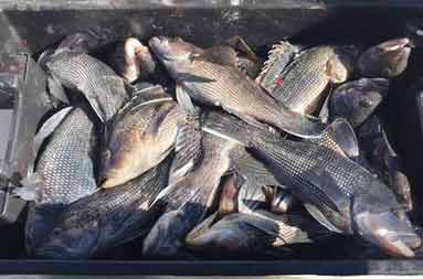 Overhead view of a container of 60+ sea bass