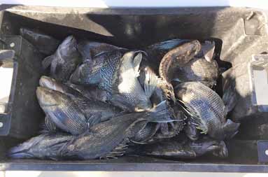 Overhead view of a black container filled up with sea bass