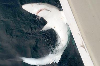 View looking down at the water off the side of a boat at a blue shark hooked into the bait