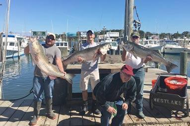 A group of three guys each holding a striped bass at the marina, and a fourth man crouching and smiling in front of them.