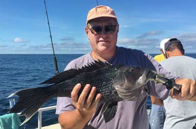 A man wearing a brown baseball cap and sunglasses holds up a jumbo sea bass.
