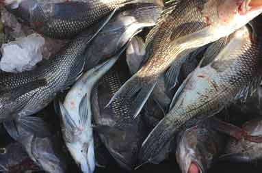 Overhead close-up view of a container (tote) full of sea bass.