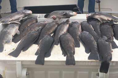 The cutting table upon the boat with over a dozen blackfish laid out.