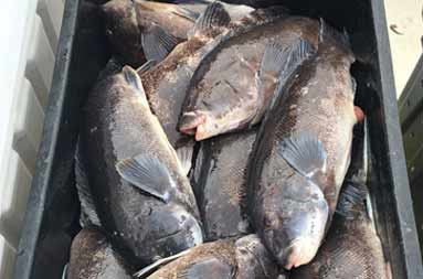 Overhead view of a container (tote) full of blackfish.