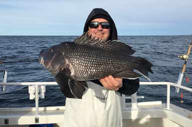 A man wearing a hooded sweatshirt and sunglasses smiles as he holds up a jumbo sea bass he caught.