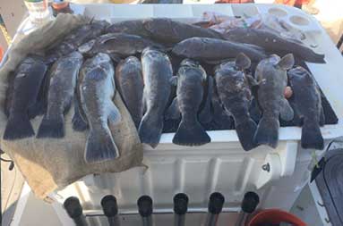Overhead view of a spread of whole blackfish laid out on the fillet table ready for cutting up.