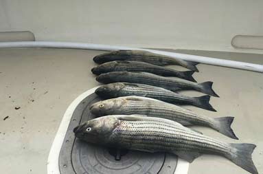 Six bluefish lying side by side on the deck of the boat