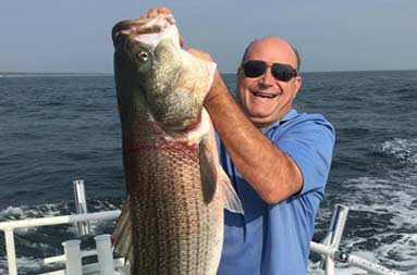 A man holds up a large striped bass with two hands.
