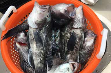 A pile of sea bass in a red plastic mesh container (bushel).