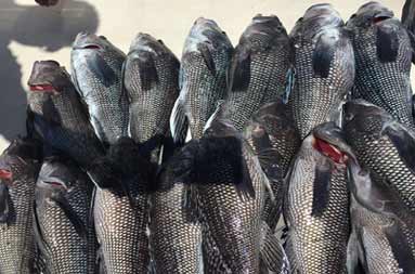 Overhead view of a spread of whole sea bass laid out on the fillet table.