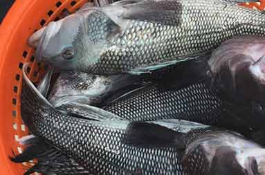 Overhead view of a round red plastic mesh container filled with jumbo sea bass.