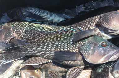 Overhead view of a pile of sea bass.