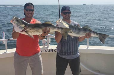 Two men wearing sunglasses each hold up a striped bass.