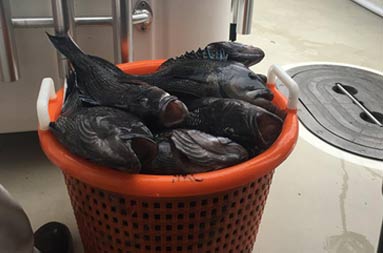 And almost overhead view of a red mesh plastic container filled with sea bass sitting on the deck floor.