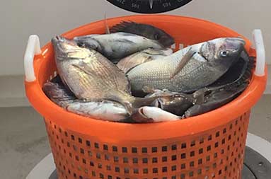 A closeup of a red mesh plastic container fill with porgy (scup).