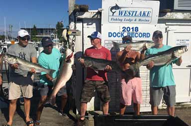 A group of 5 men each hold up a striped bass standing on the dock back at the marina.