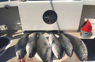 Six striped bass laid on the deck.