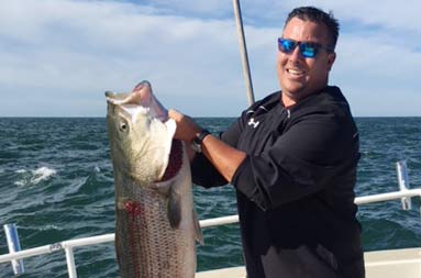 On a sunny blue sky-day, a man holds up a large striped bass with 2 hands.