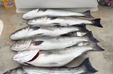 Six striped bass laid out on the deck of the boat.