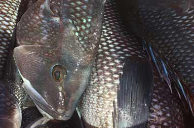 Close up of  a pile of sea bass.