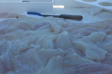 Close up of filleted sea bass .