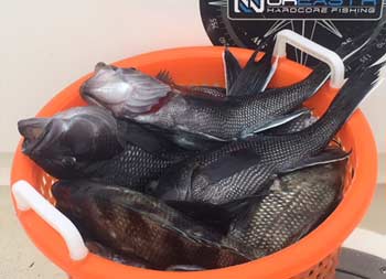 Close up of a red mesh bucket full of sea bass.