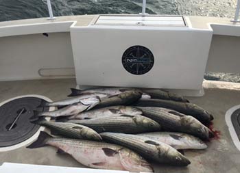 TA pile of striped bass lying on the deck of the boat.