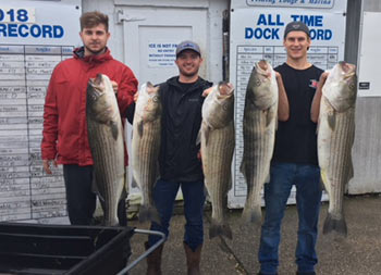 Back at the marina, in front of the fishing records, 3 men hold up 5 striped bass for the camera.