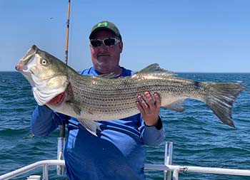 On a sunny day a man with sunglasses holds up the large striped bass he caught.