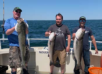 Three men each hold up the striped bass they caught.