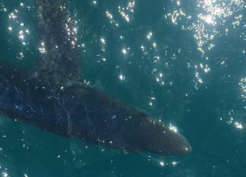 Overhead view from the boat looking into the water at a shark swimming by.