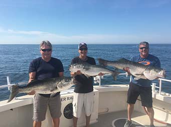 With the clear blue sunny sky and ocean behind them, three men smile and hold up striped bass they caught.