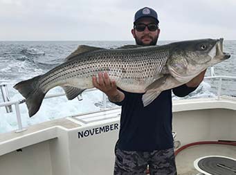 A man wearing sunglasses holes up a striped bass with 2 hands for the camera.
