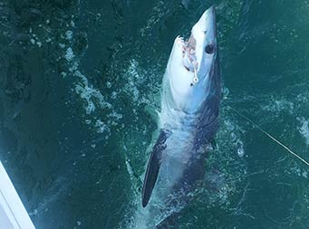 View from the boat looking down at the water of a shark hooked on a line .
