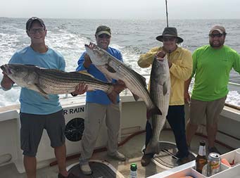 Four men stand together and three of them hold up large striped bass.