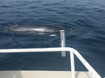 View from the boat of the top of whale peeking out from under the water very close to the boat
