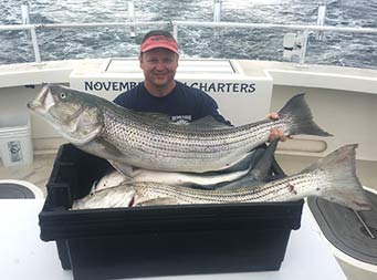 A man kneels down by the striped bass he caught and another 2 in a rectangle plastic container sitting on the filet table.