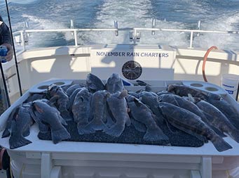 Over a dozen whole sea bass laid out on the filet table.